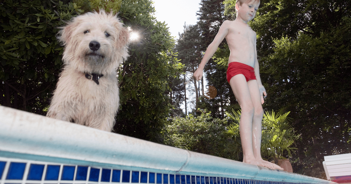 Pet Resistant pool Screen installation fl